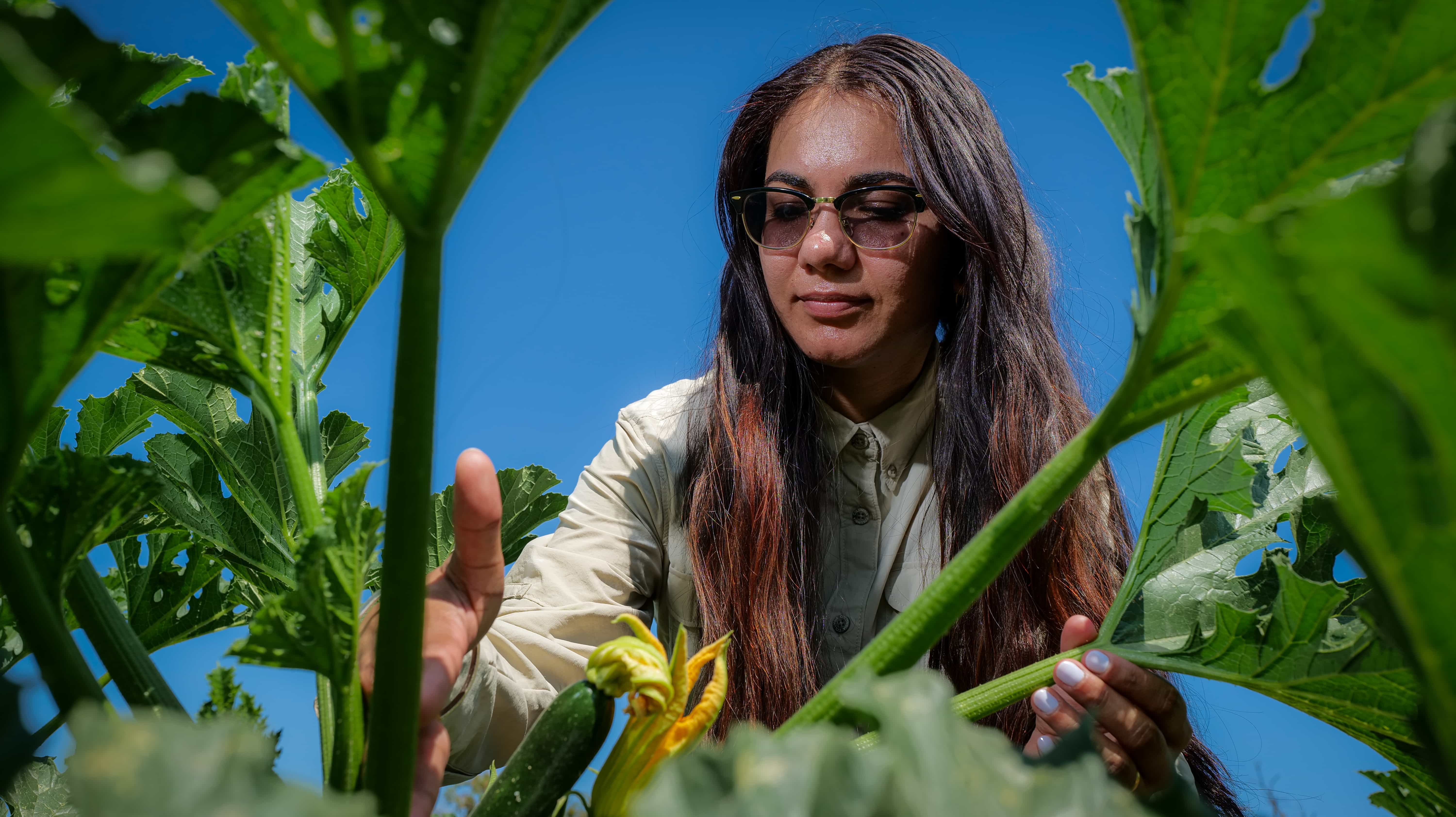 Hollar Seeds Rep in the Field