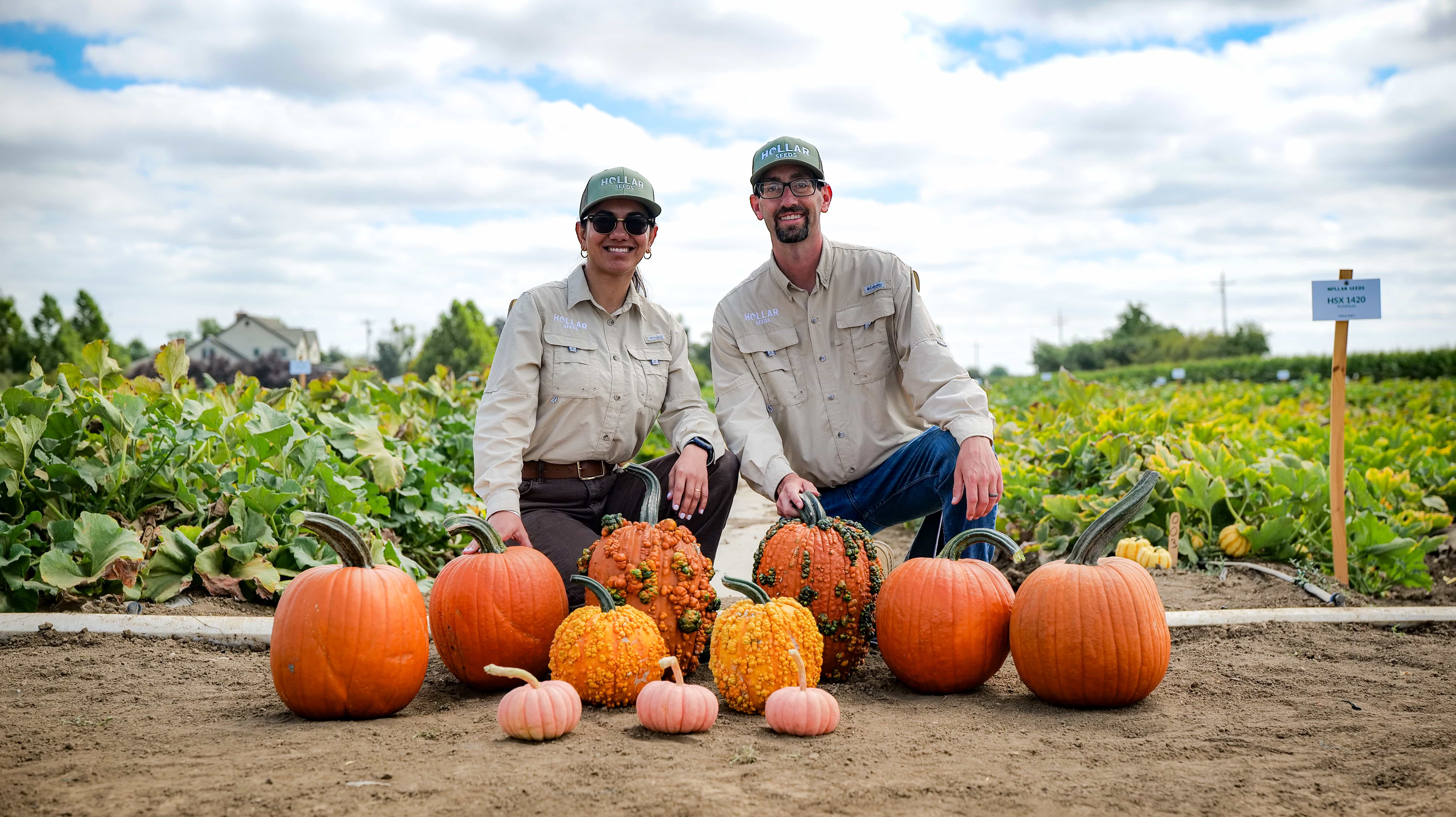 Pumpkin offer Hollar Seeds