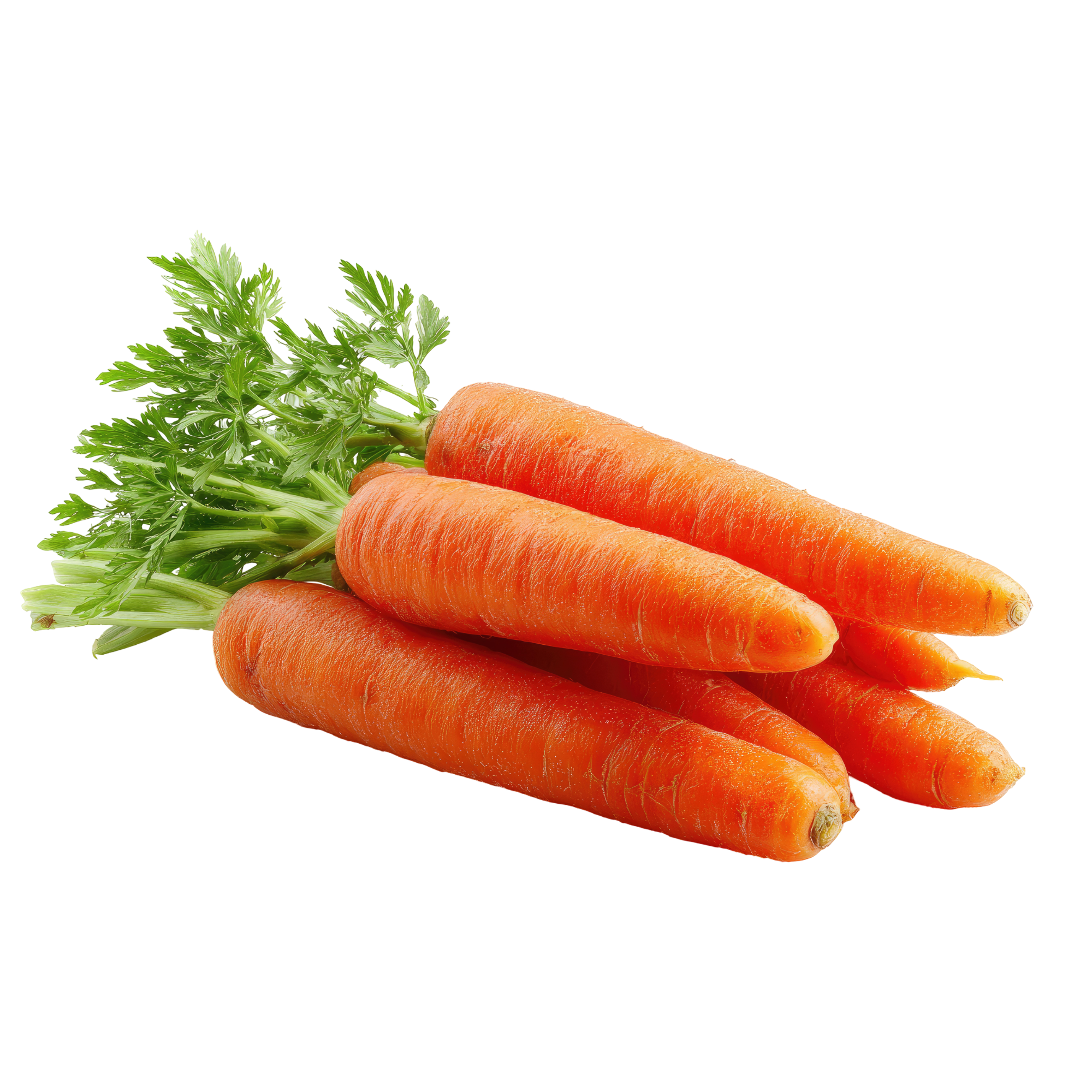 Carrot