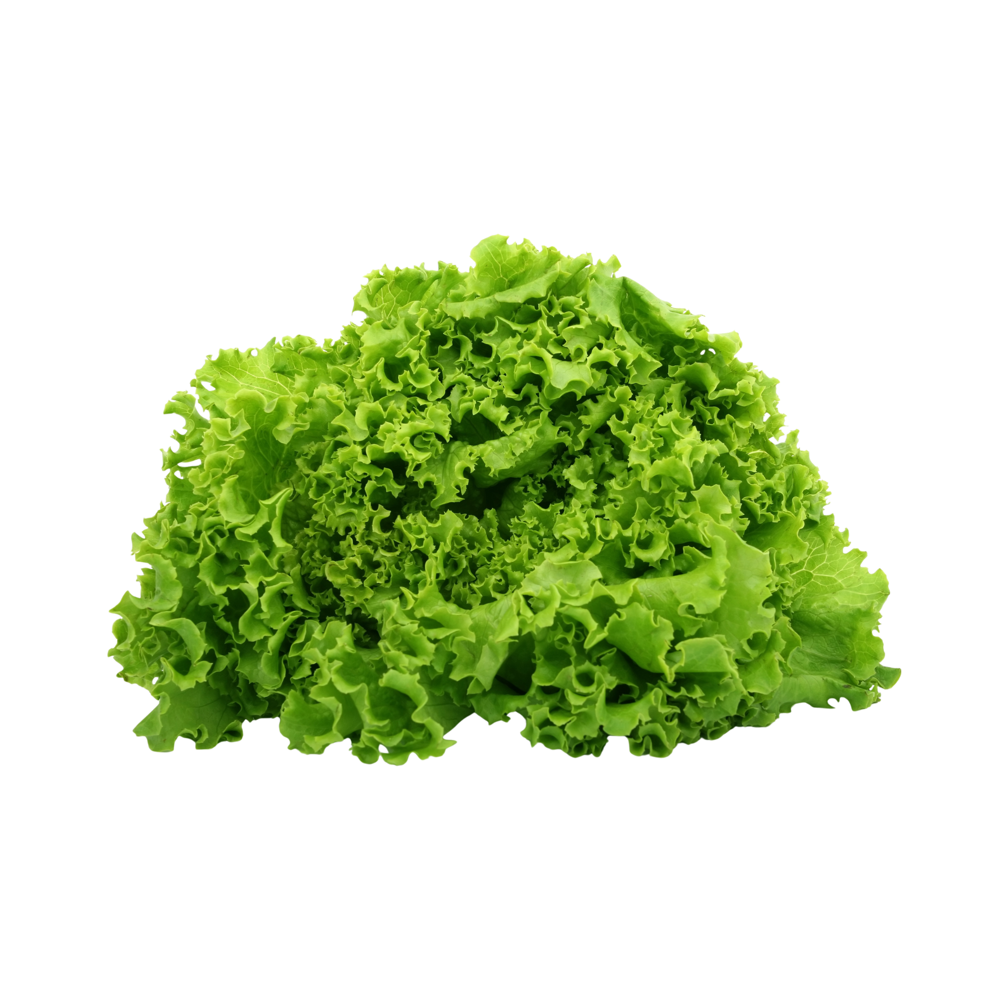 lettuce